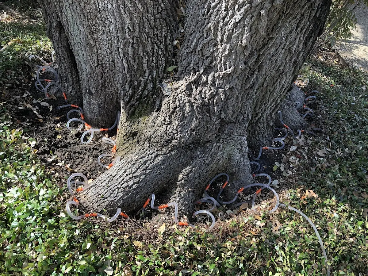 Detailed Tree Cabling and Bracing job site in Hayward